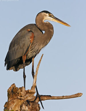 Great Blue Heron 
&copy; Michel Lamarche
