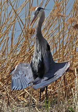 Great Blue Heron 
&copy; Michel Lamarche