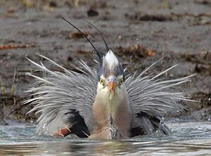 Great Blue Heron 
&copy; Michel Lamarche