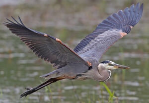 Great Blue Heron