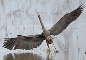 Great Blue Heron