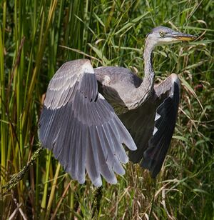 Great Blue Heron