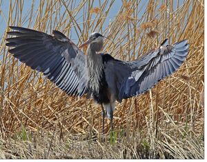 Great Blue Heron 
&copy; Michel Lamarche