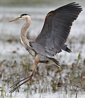 Great Blue Heron 
&copy; Michel Lamarche