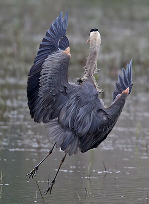 Great Blue Heron 
&copy; Michel Lamarche
