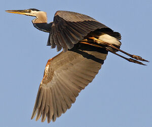 Great Blue Heron 
&copy; Michel Lamarche