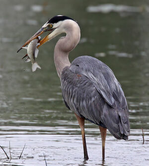 Great Blue Heron 
&copy; Michel Lamarche