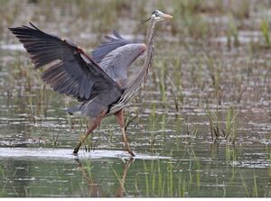 Great Blue Heron 
&copy; Michel Lamarche