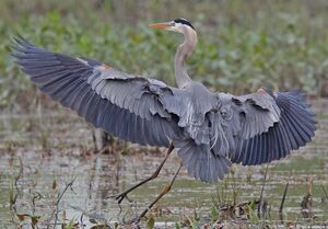 Great Blue Heron 
&copy; Michel Lamarche