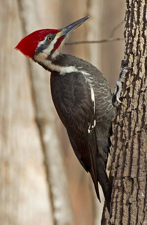 Pileated Woodpecker