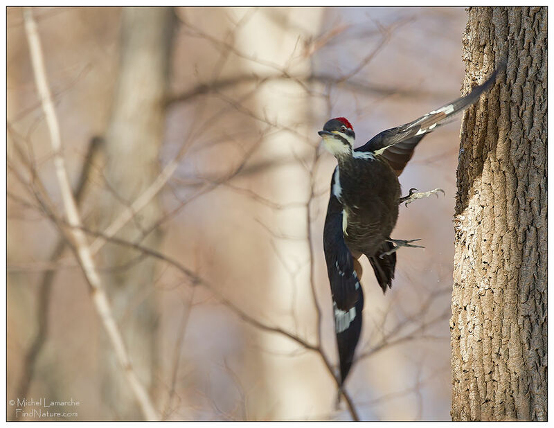 Pileated Woodpecker female adult, Flight