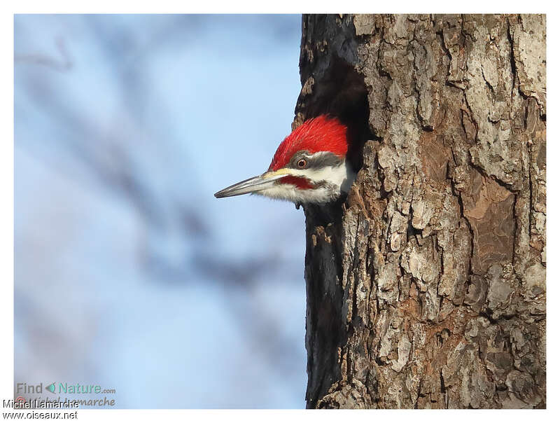 Pileated Woodpecker male adult, close-up portrait