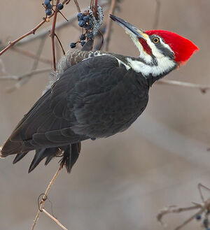 Pileated Woodpecker