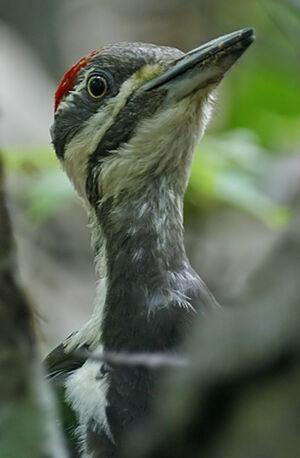 Pileated Woodpecker