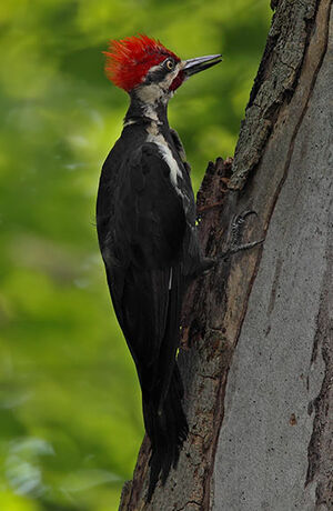 Pileated Woodpecker