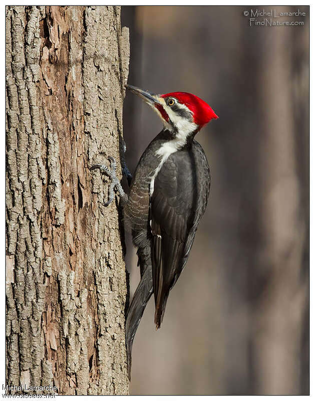 Pileated Woodpecker male adult breeding, identification