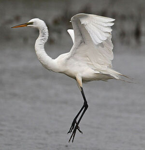 Great Egret 
&copy; Michel Lamarche