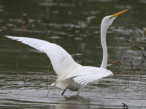 Great Egret 
&copy; Michel Lamarche
