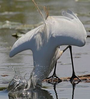 Great Egret 
&copy; Michel Lamarche