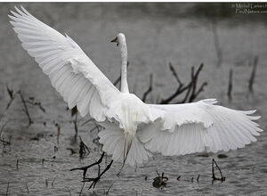 Great Egret 
&copy; Michel Lamarche