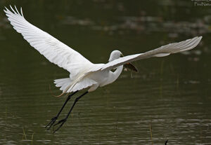Great Egret 
&copy; Michel Lamarche