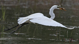 Great Egret 
&copy; Michel Lamarche