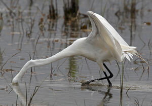 Great Egret 
&copy; Michel Lamarche