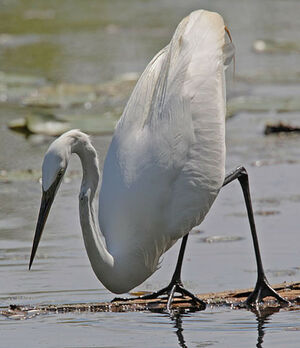 Great Egret 
&copy; Michel Lamarche