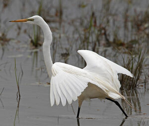 Great Egret 
&copy; Michel Lamarche