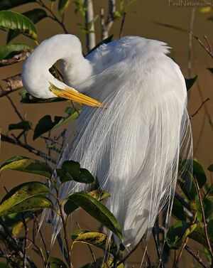 Great Egret 
&copy; Michel Lamarche