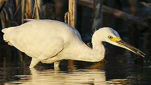 Western Great Egret