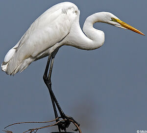 Great Egret 
&copy; Michel Lamarche