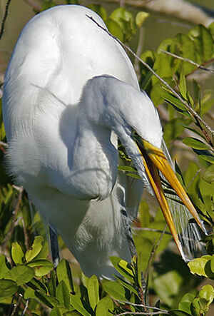 Western Great Egret