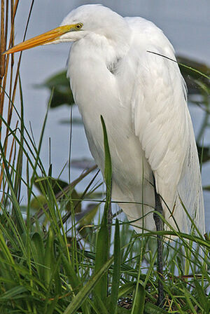 Western Great Egret