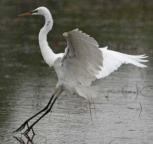 Great Egret 
&copy; Michel Lamarche