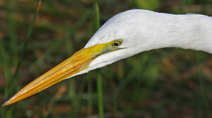 Great Egret 
&copy; Michel Lamarche