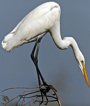 Western Great Egret