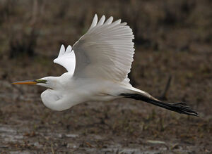 Great Egret 
&copy; Michel Lamarche
