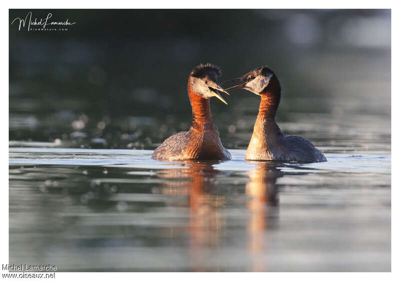 Red-necked Grebeadult breeding, courting display, Behaviour