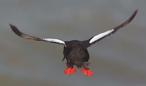 Guillemot à miroir