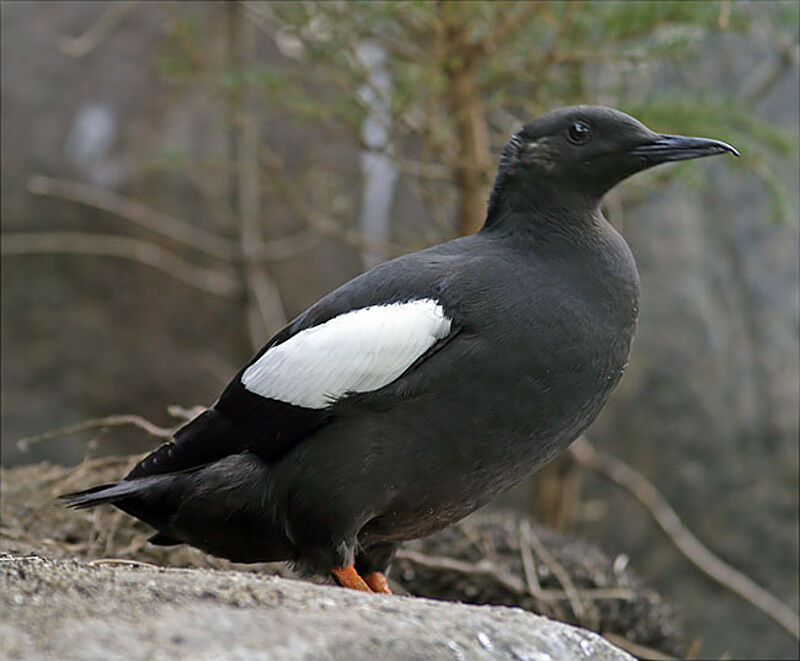 Black Guillemot