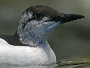 Guillemot de Tro�l 
&copy; Michel Lamarche