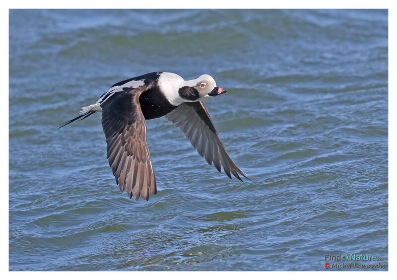 Long-tailed Duck male adult post breeding, Flight
