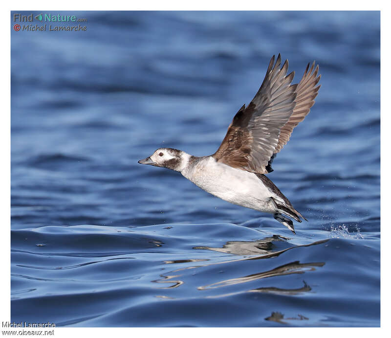 Long-tailed Duck female adult post breeding, Flight