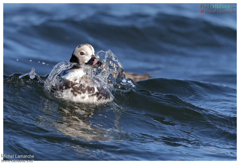 Long-tailed Duck male adult post breeding, close-up portrait, swimming, Behaviour