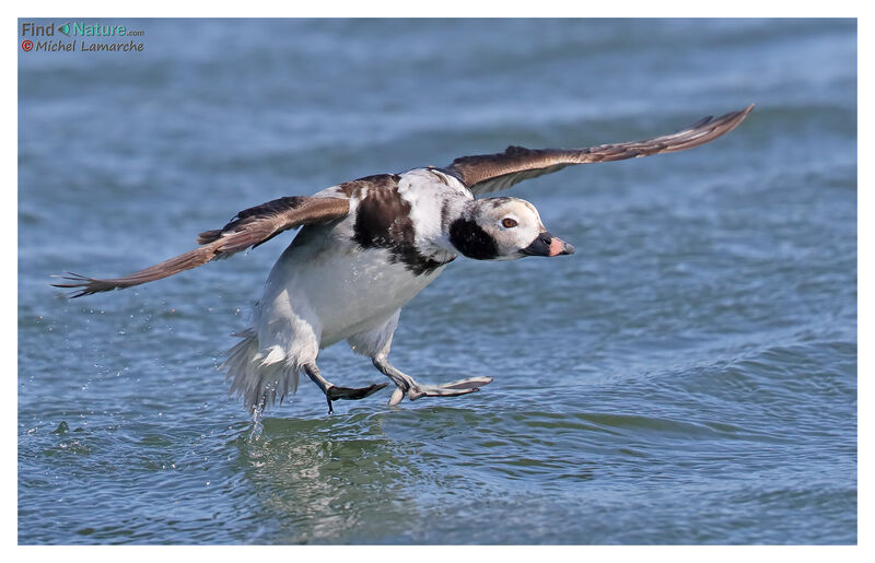 Long-tailed Duck female adult post breeding, Flight