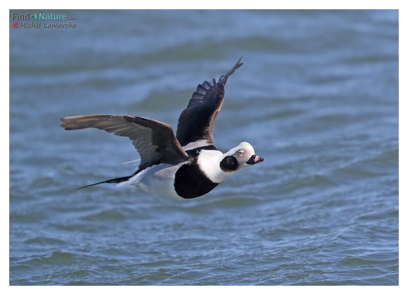 Long-tailed Duck male adult post breeding, Flight