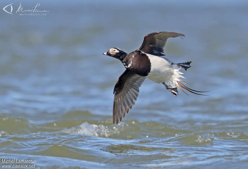 Long-tailed Duck male adult, Flight