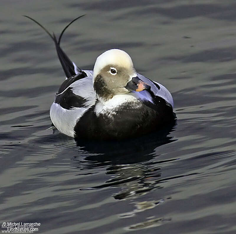 Long-tailed Duck male adult post breeding, close-up portrait