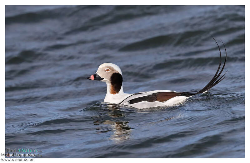 Long-tailed Duck male adult post breeding, identification